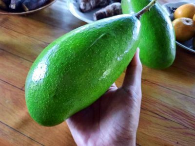 sejarah asal mula alpukat siger lampung - alpukat ratu puan - girimulyo lampung timur - kelilinglampung.net - 5